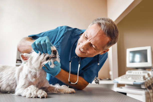 Best Dentist for Tooth Abscess  in Howell, MI